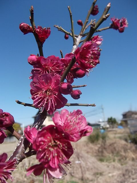 畑の花達