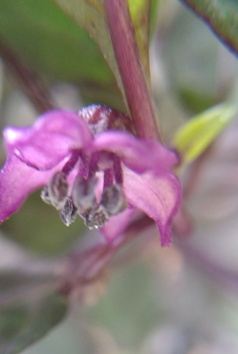 観賞用トウガラシの花　オクラ