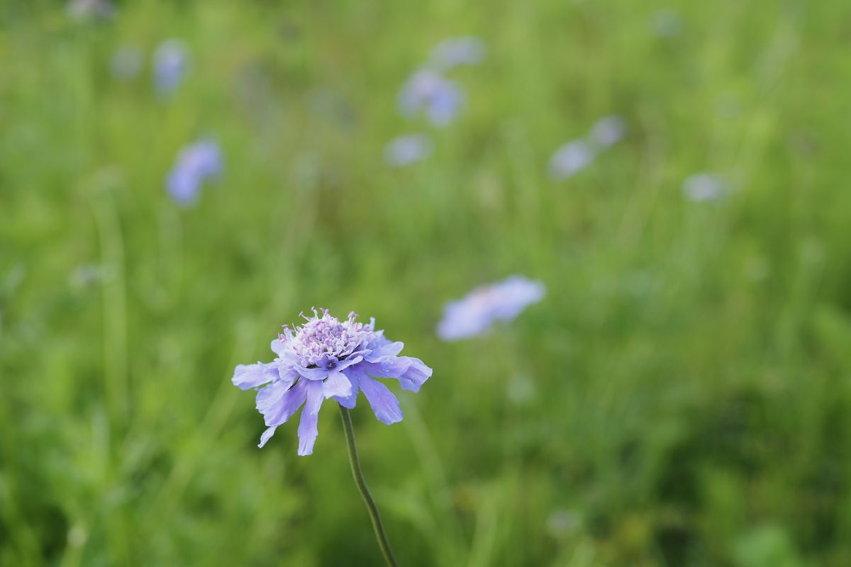 【白馬五竜高山植物園】久しぶりの晴れ間