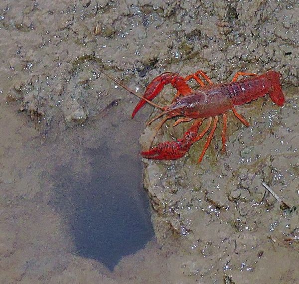 アメリカザリガニとジャンボタニシ