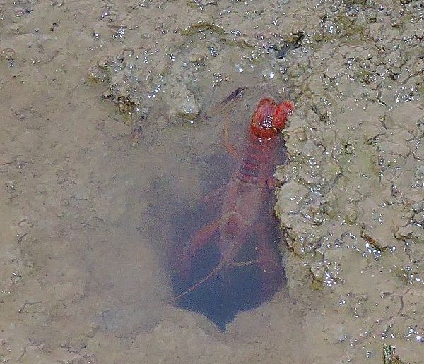 アメリカザリガニとジャンボタニシ