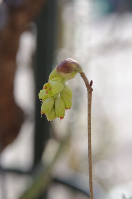 黄色い花達