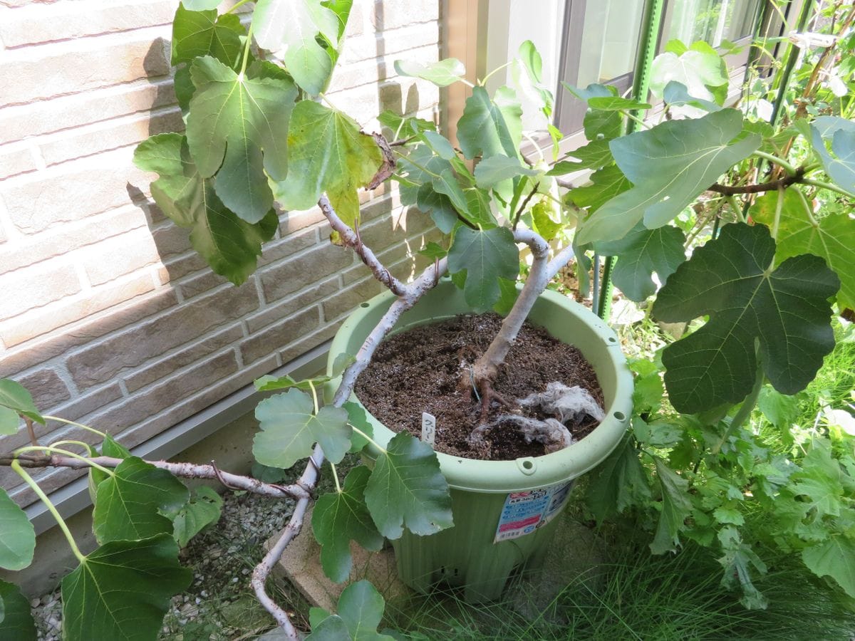 鉢植えイチジクに思わぬ敵が潜んでいた 園芸日記by果物屋 Toshi みんなの趣味の園芸