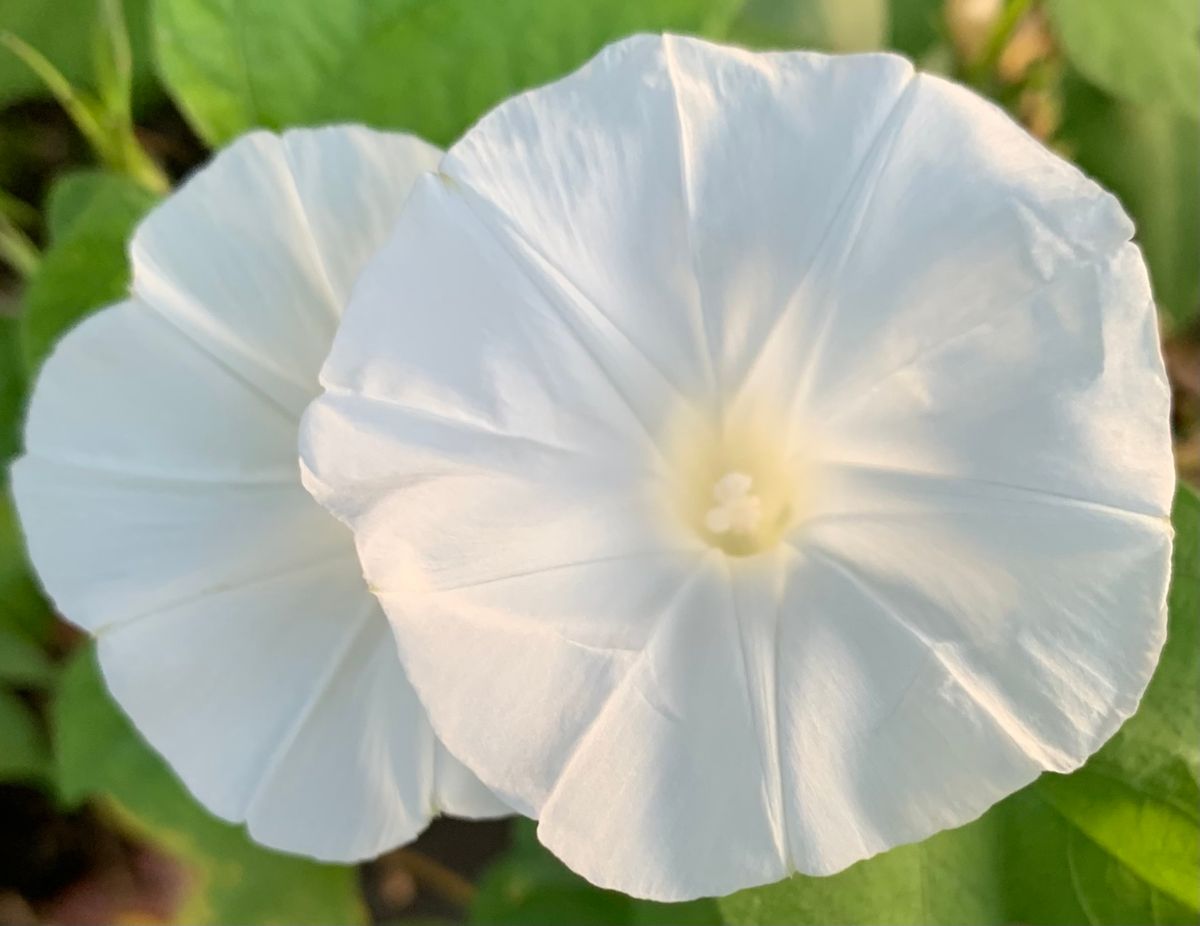 今日の花