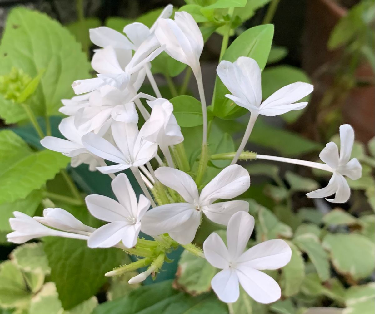 今日の花