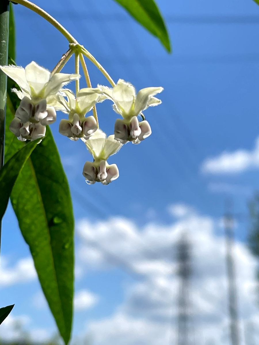 フウセントウワタの花