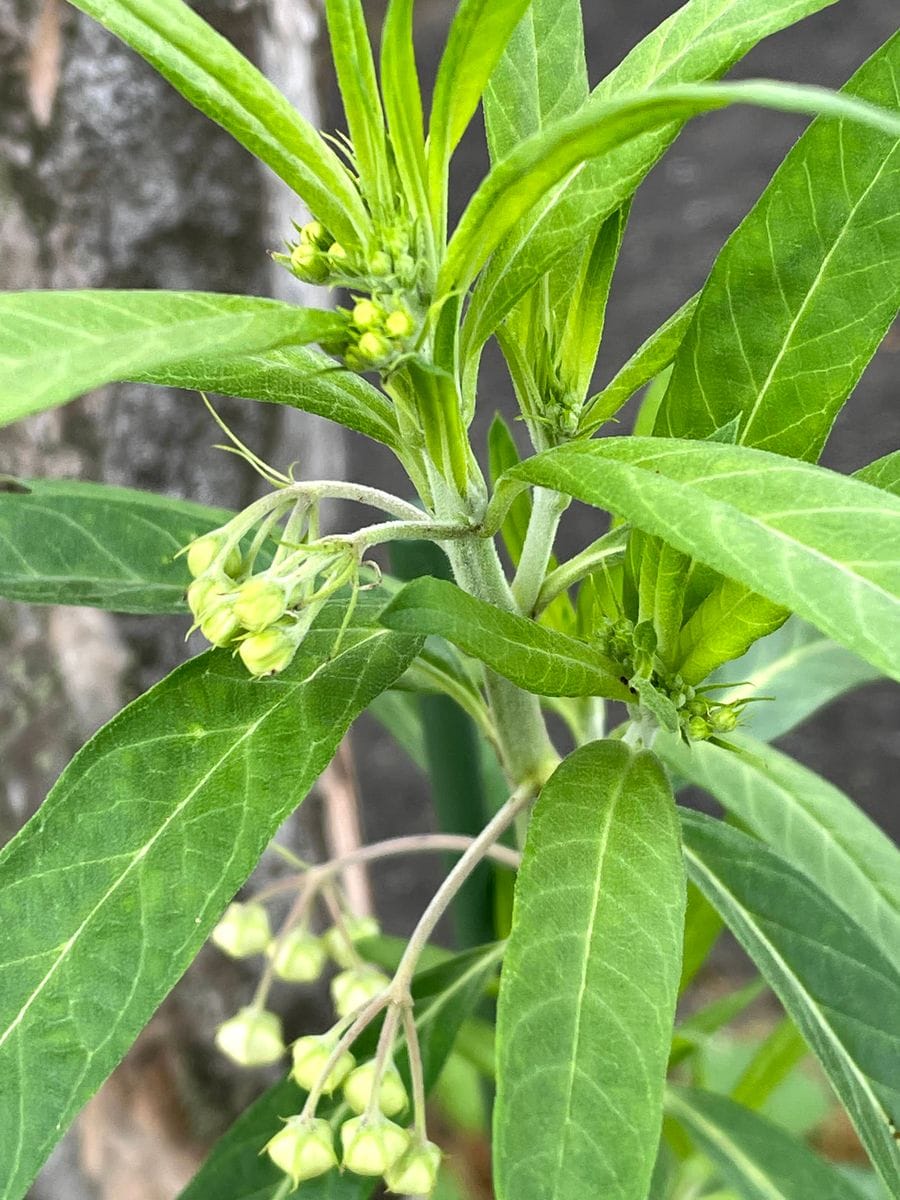 フウセントウワタの花