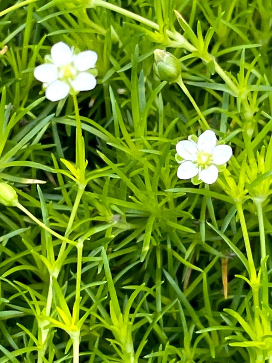 フウセントウワタの花