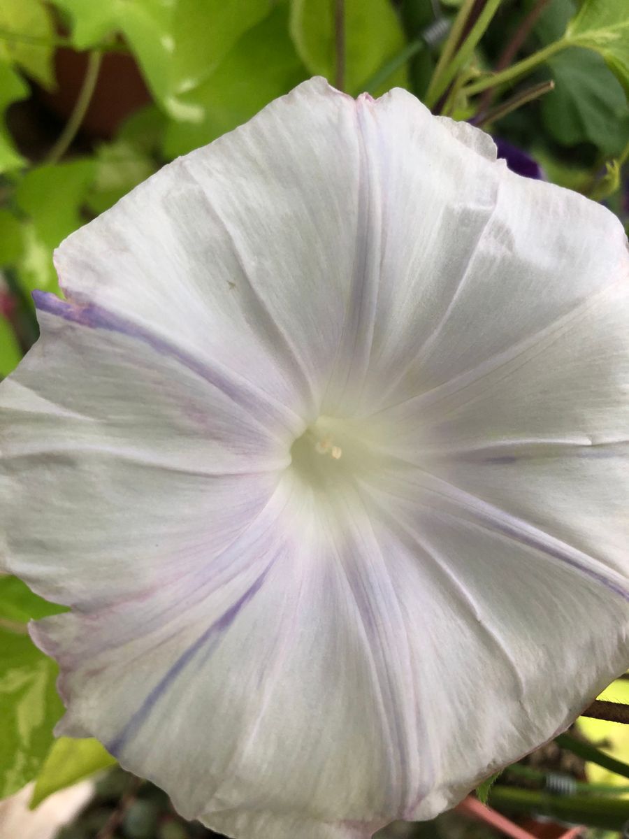 浅黄縞の初花