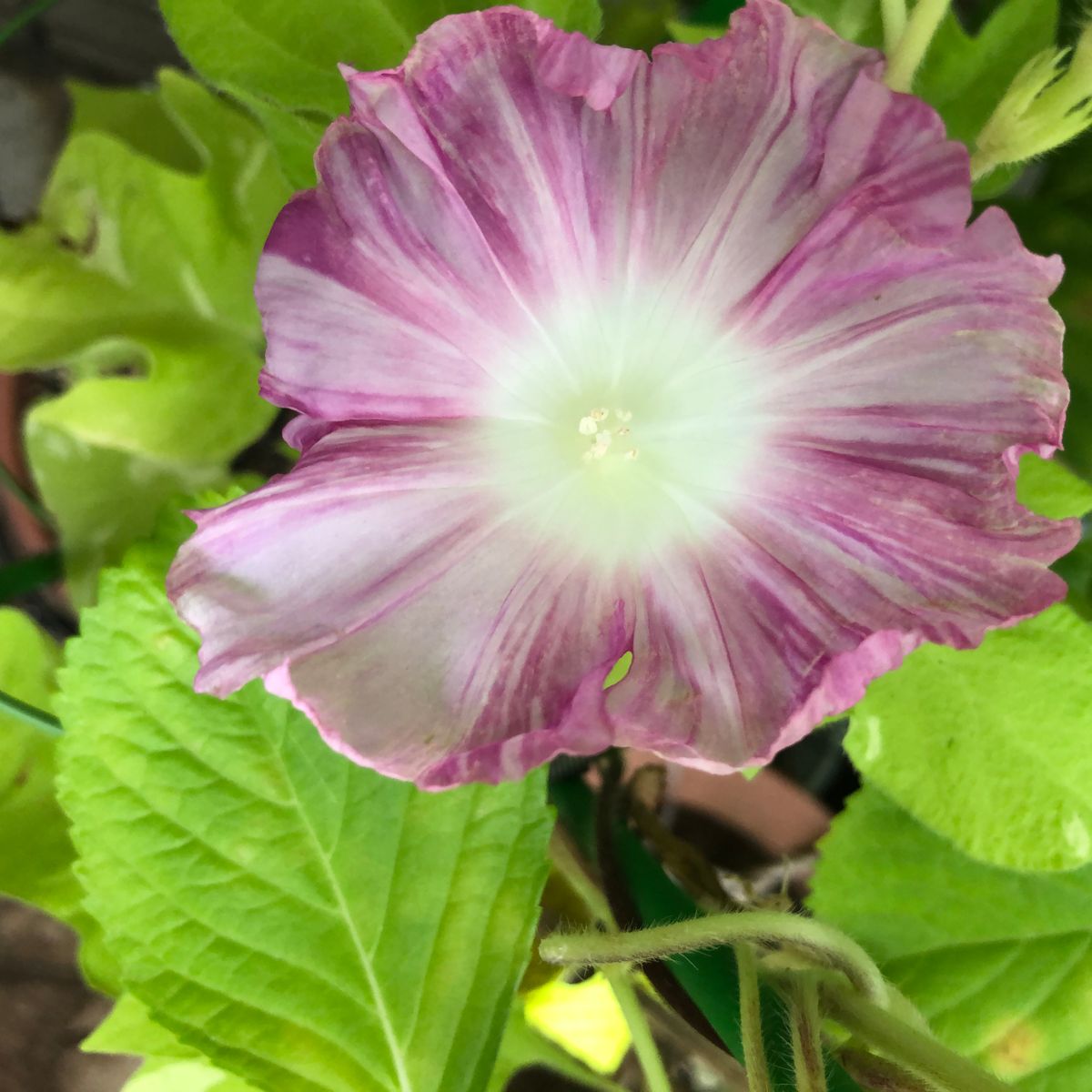 浅黄縞の初花