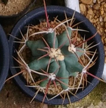 トミーオフィスのサボテンと多肉植物。