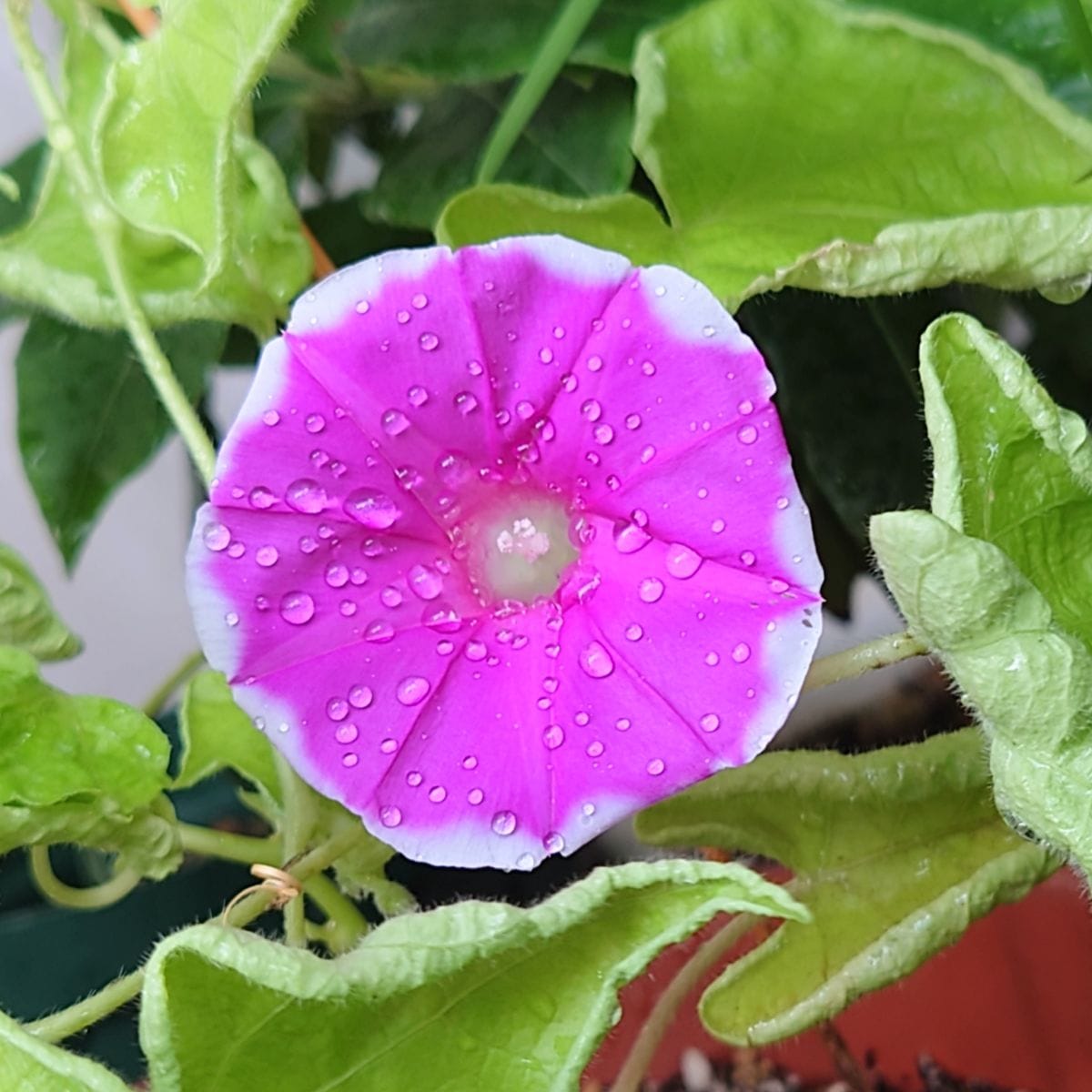 初花開花💗と変化朝顔の名前は・・