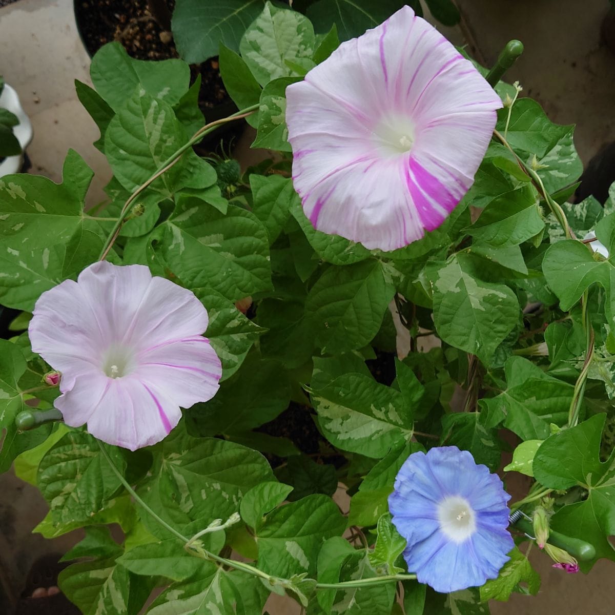 初花開花💗と変化朝顔の名前は・・