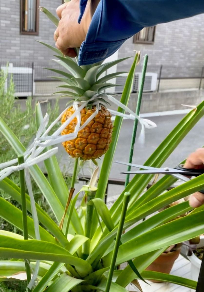 パイナップル🍍収穫しました