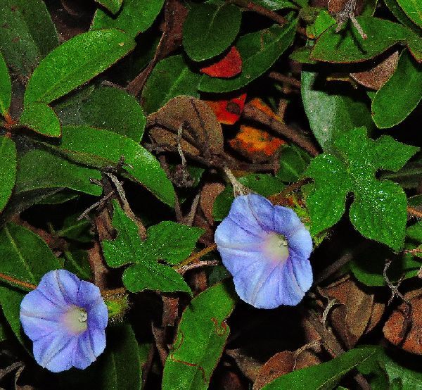 散歩道の花～アサガオ