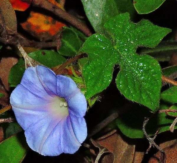 散歩道の花～アサガオ