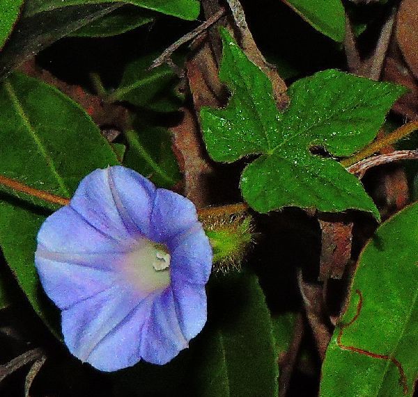 散歩道の花～アサガオ