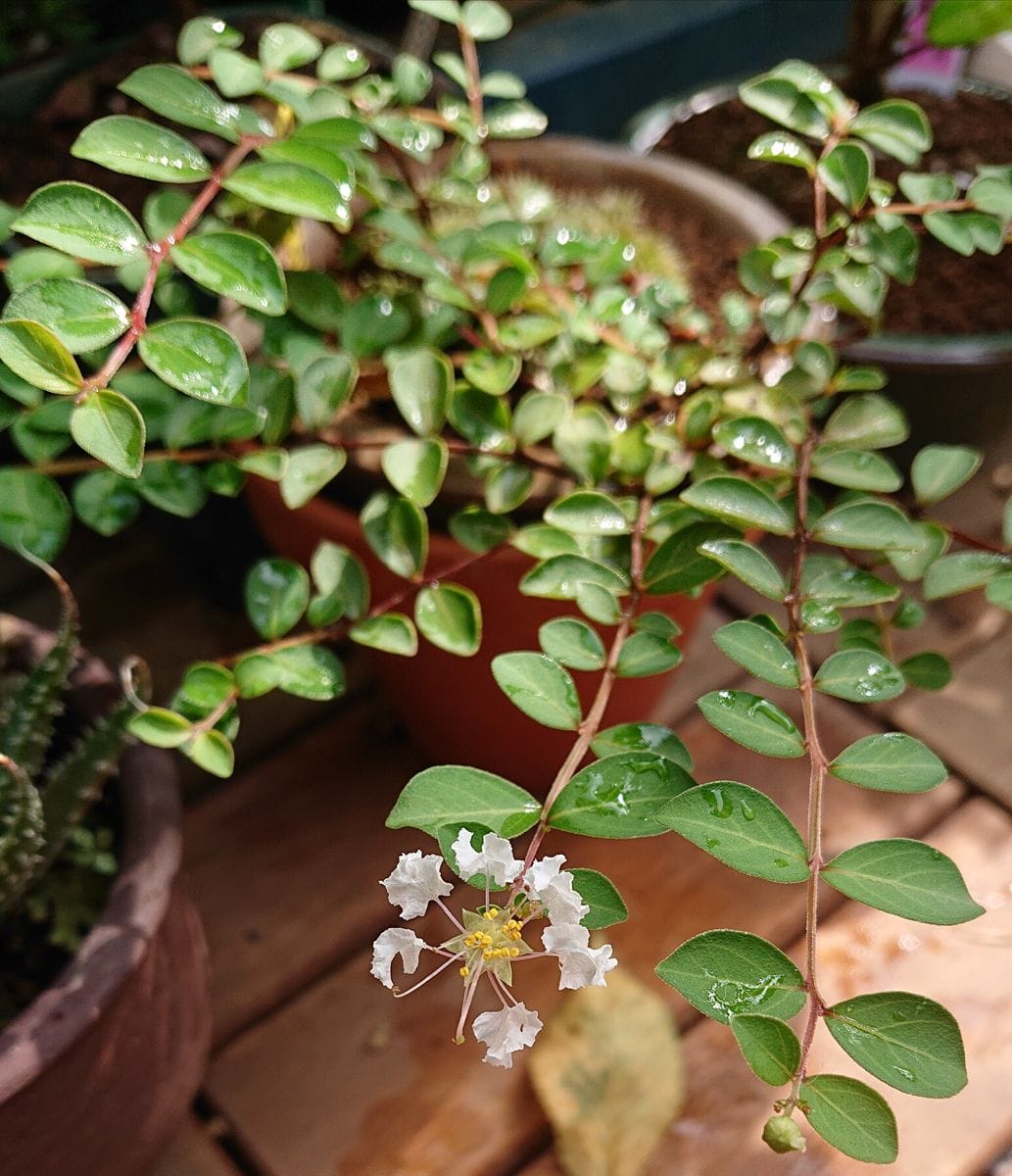 白花姫百日紅