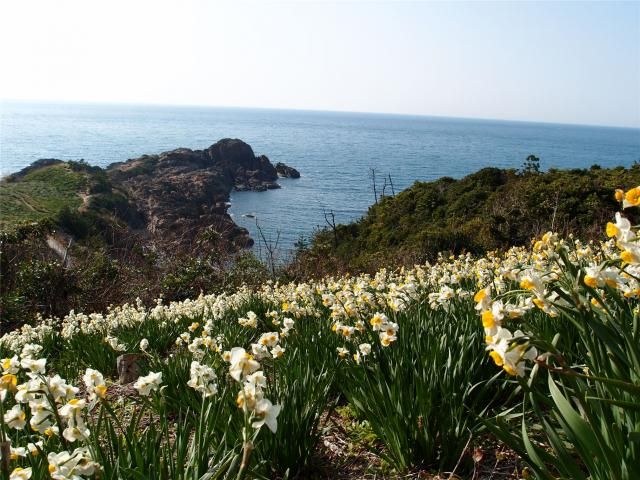 唐音水仙公園