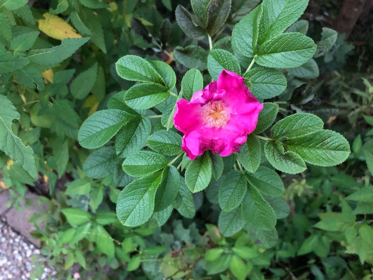 ハマナスが咲きました、晩夏です。