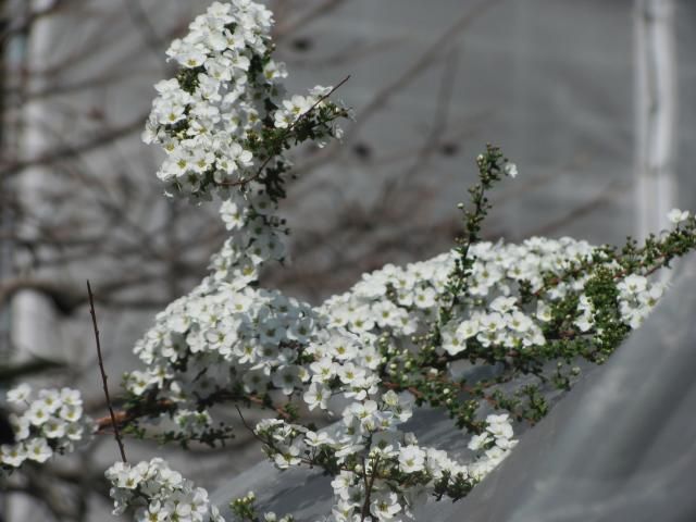 ぼさぼさの花