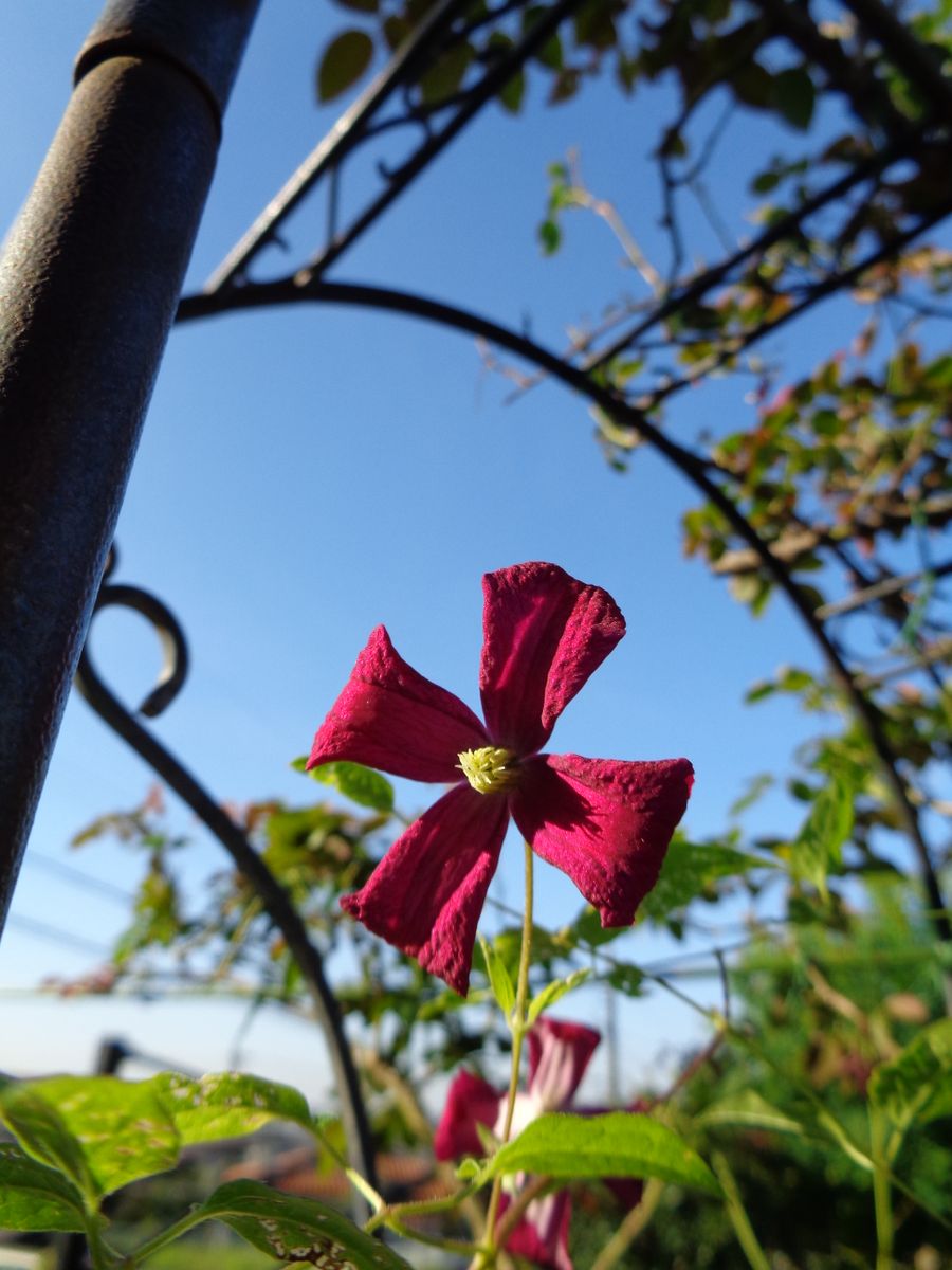 花も実も(^^)