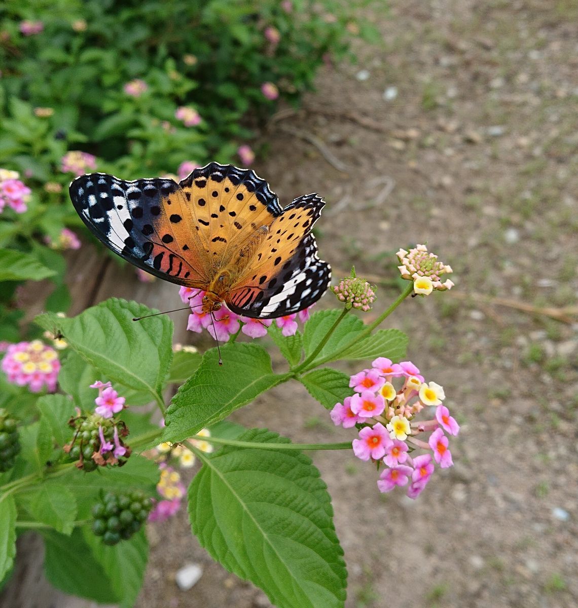 やはり9月、秋の気配です