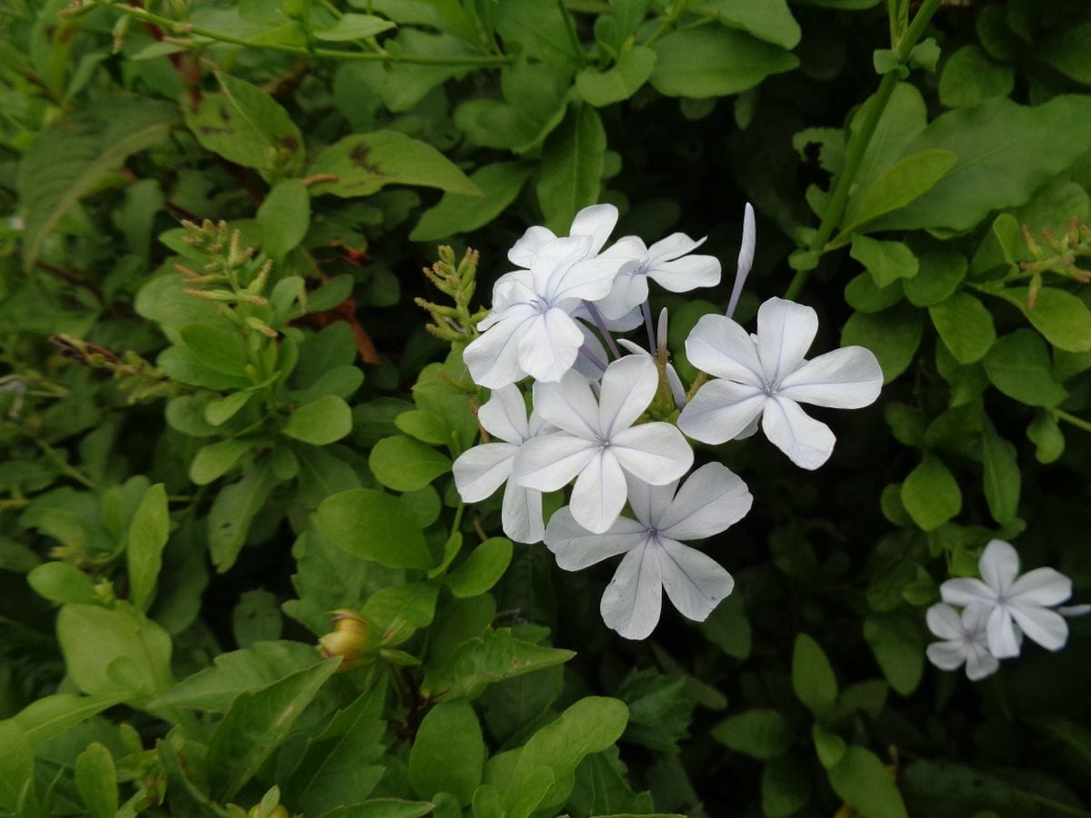 いろいろなお花たち