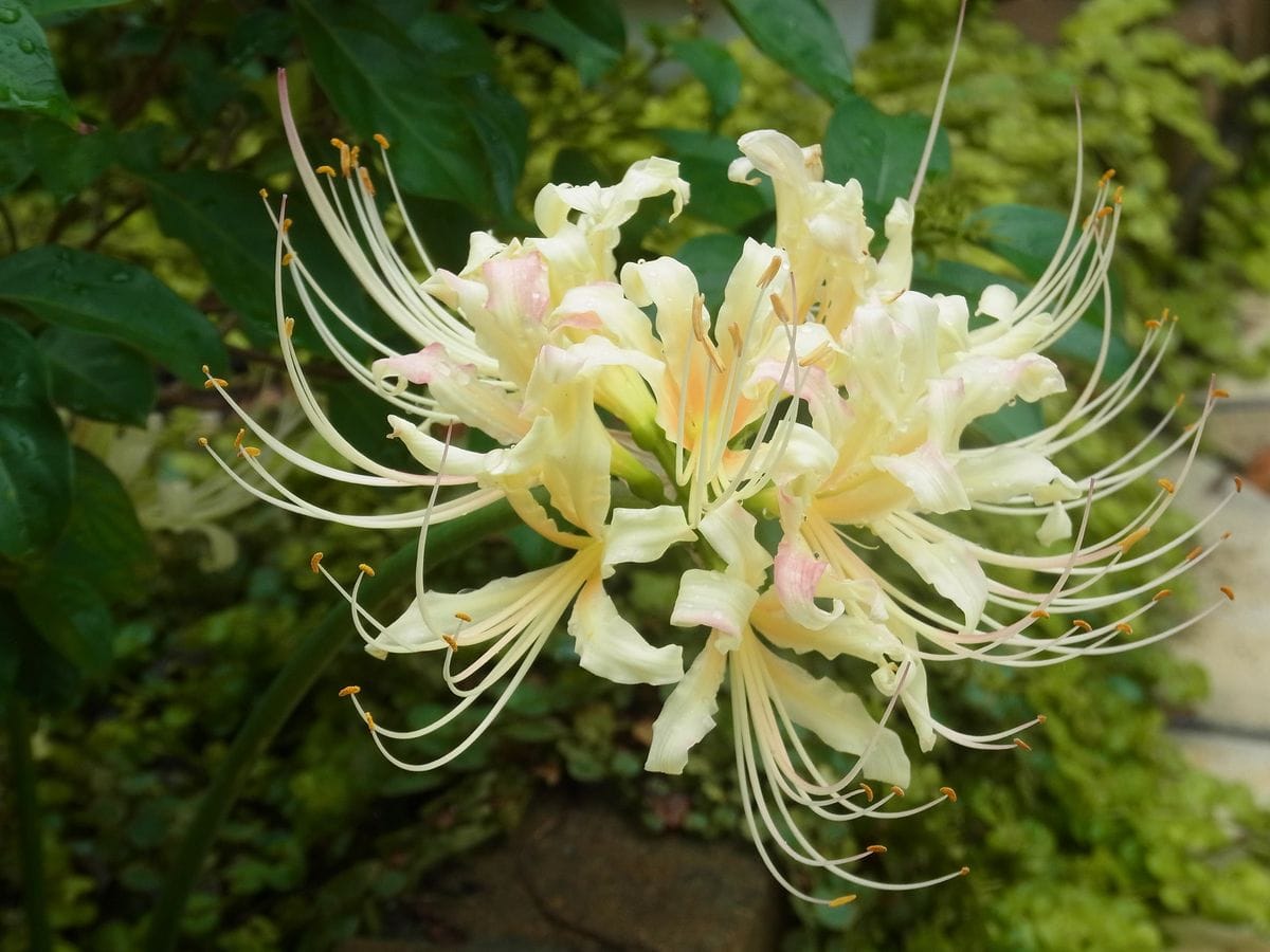 初秋の花と人生初の果実の味