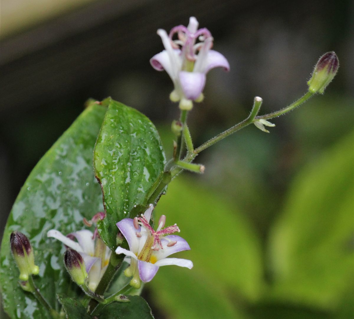 雨に咲く花