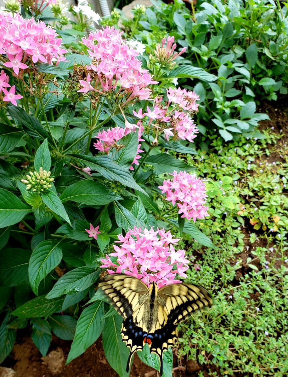 今朝の植栽