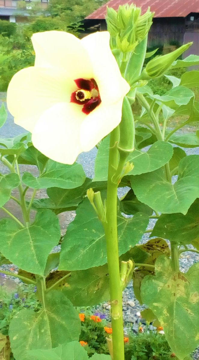 『オクラ』の花を食べられるの、御存知ですか？