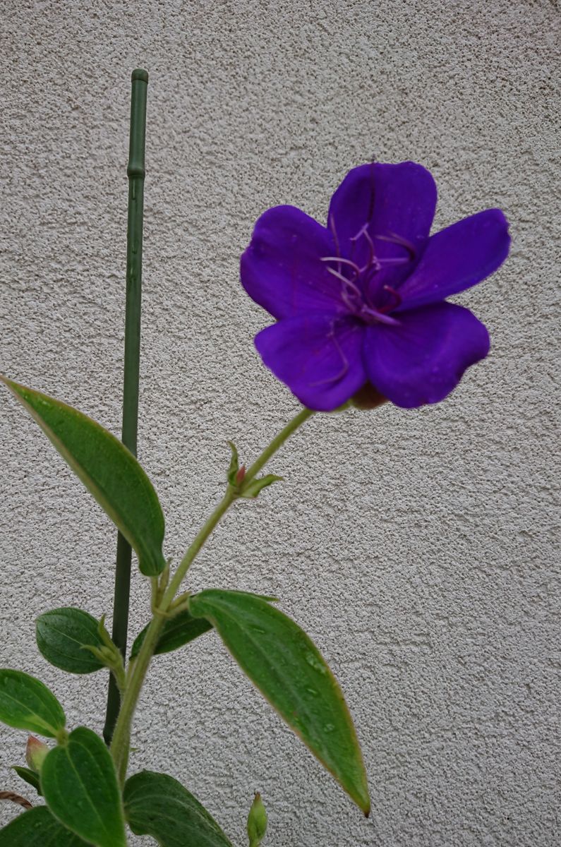 新入りのお花たち🌼