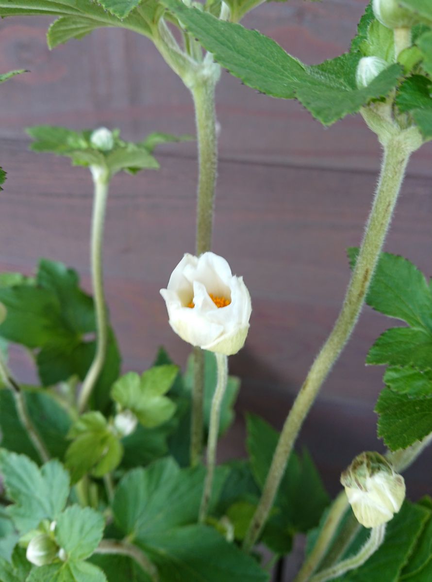 新入りのお花たち🌼