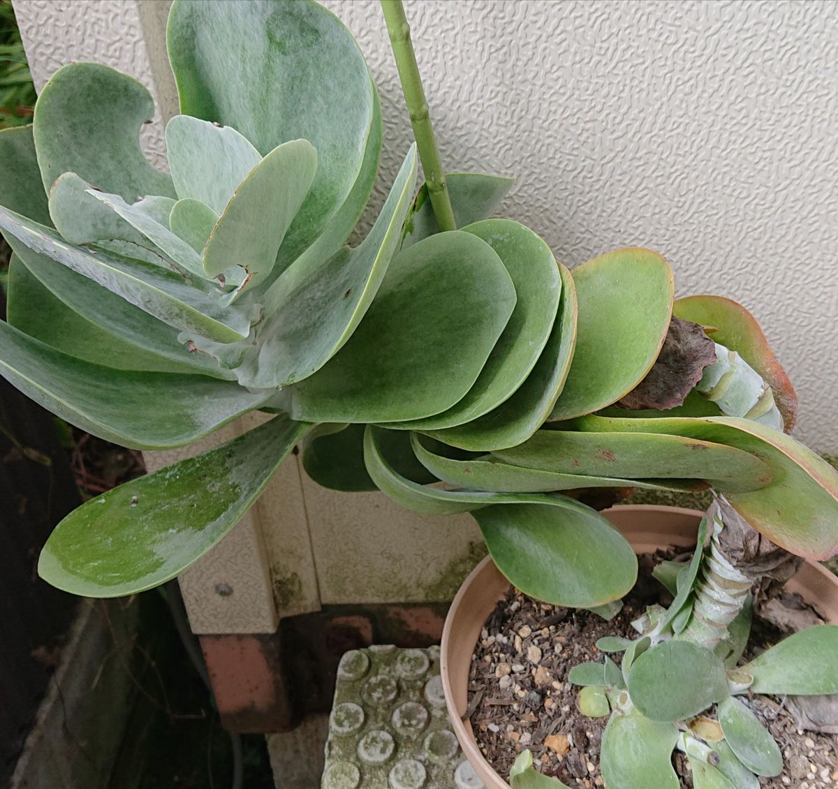 夏の終わりの多肉植物