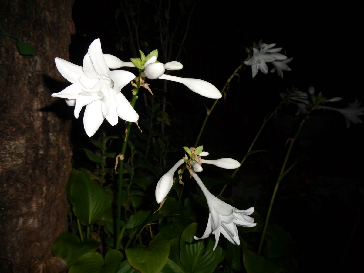 夜はタマノカンザシ(^_-)-☆