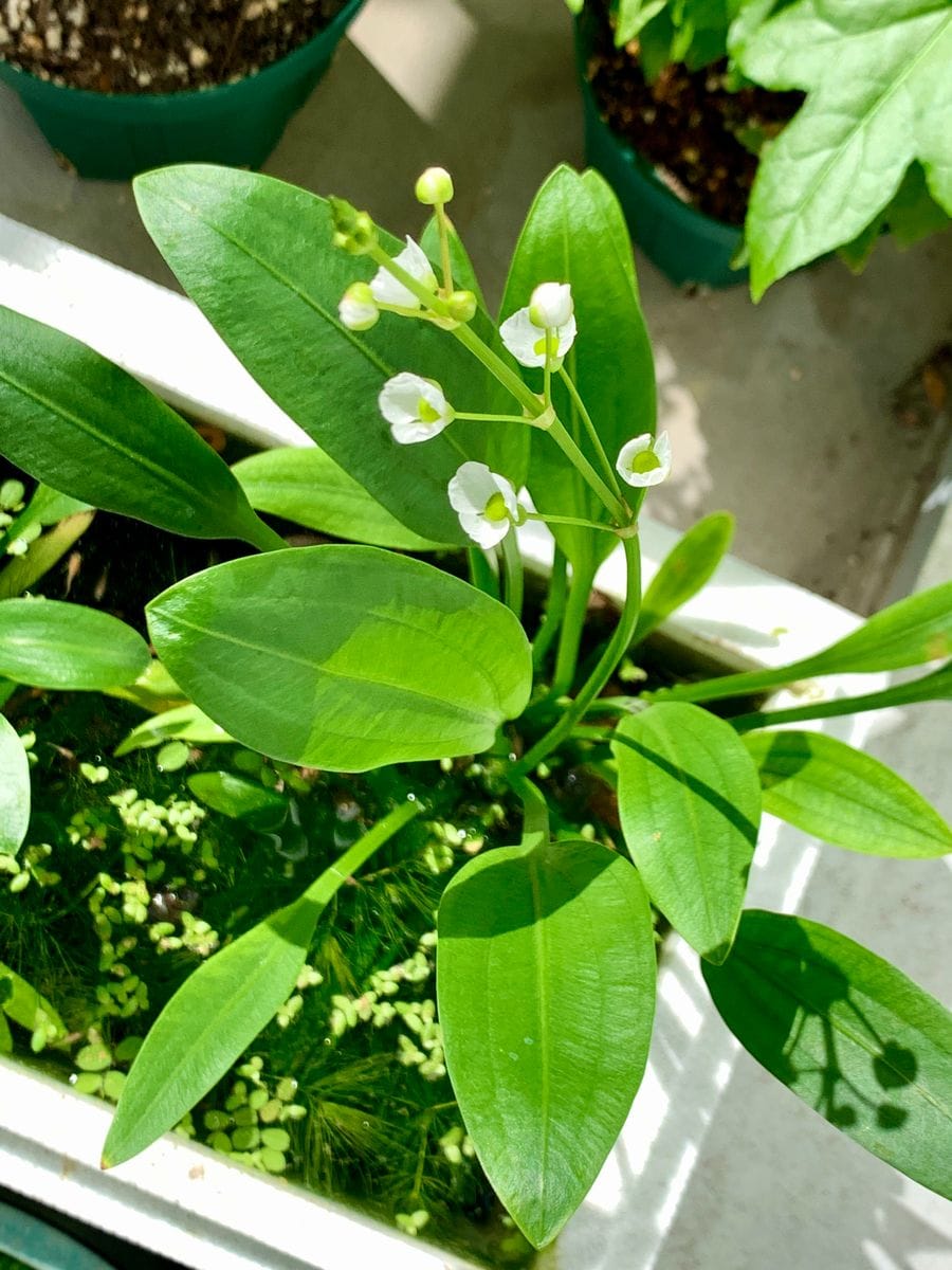 ナガバオモダカの花
