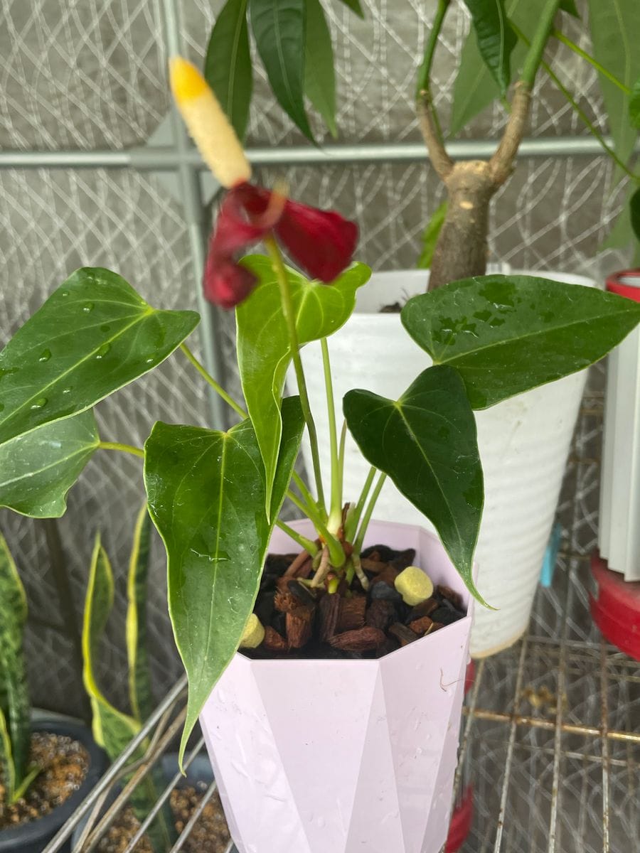 アンスリウム植え替え 園芸日記byたろきい みんなの趣味の園芸