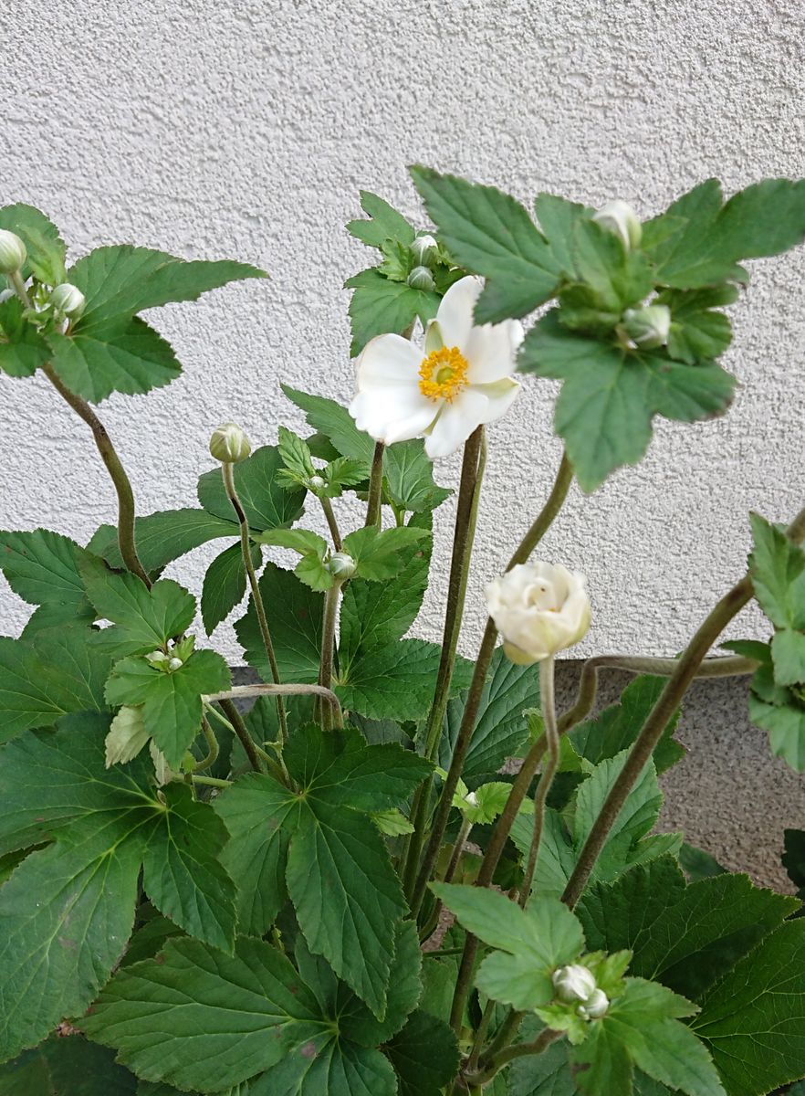 鯉のぼりなトンボ🎏