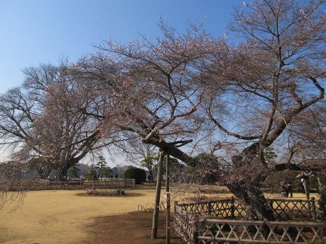 水戸偕楽園（梅）