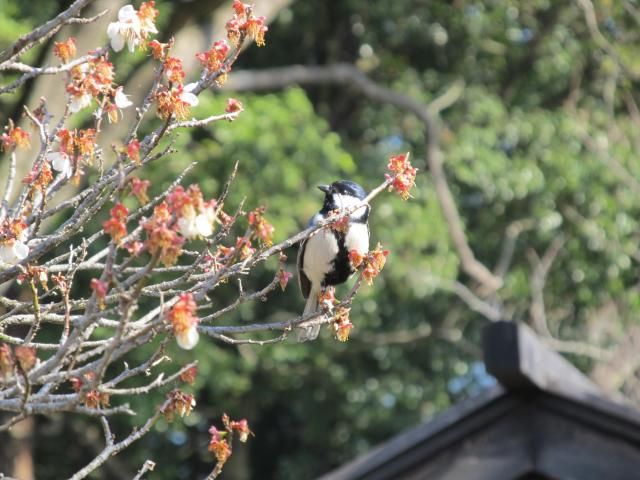 水戸偕楽園（梅）