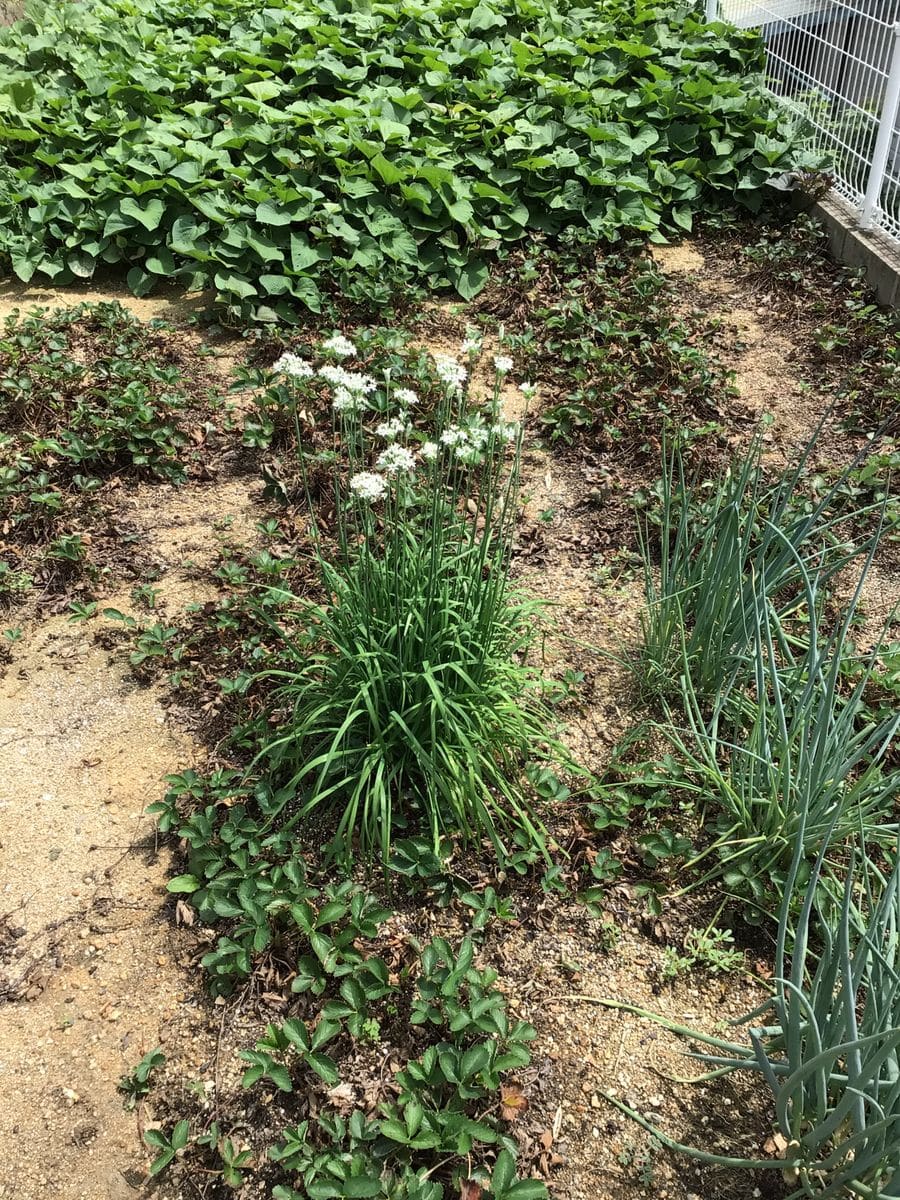 ワケギの花咲いた