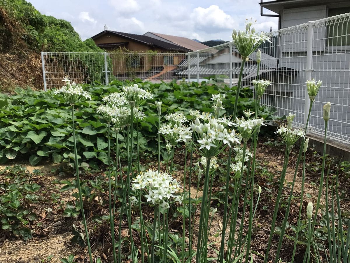 ワケギの花咲いた