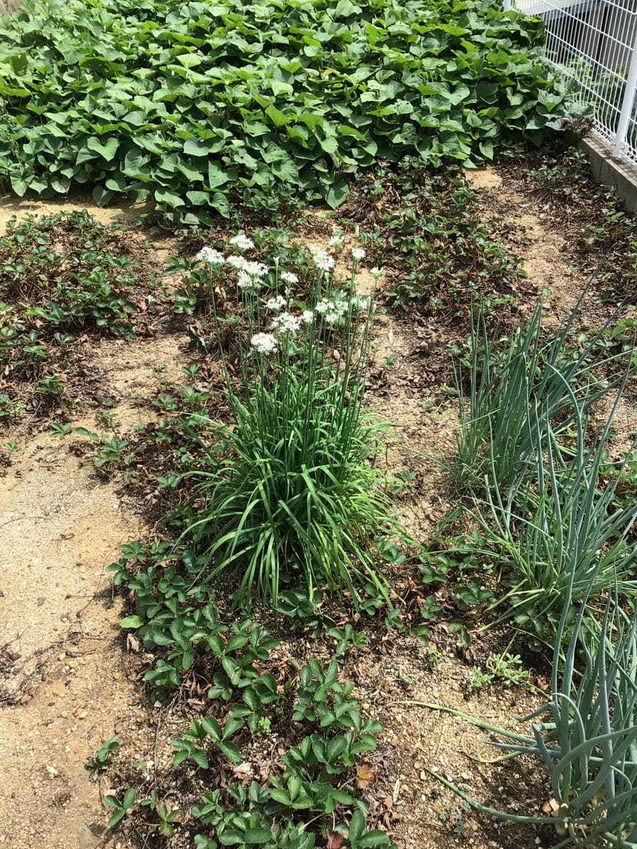 ワケギの花咲いた