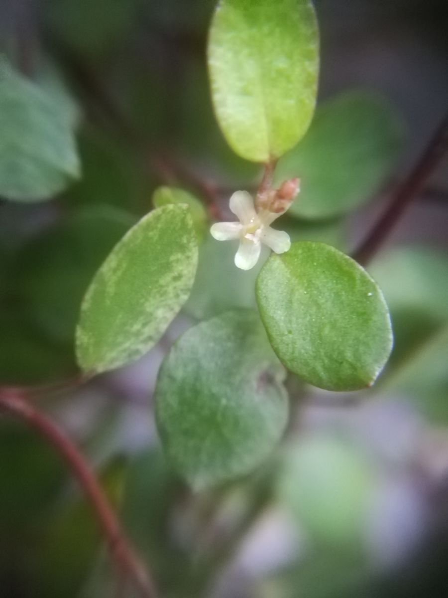 ワイヤープランツ🌿ｽﾎﾟｯﾄﾗｲﾄ🌿開花