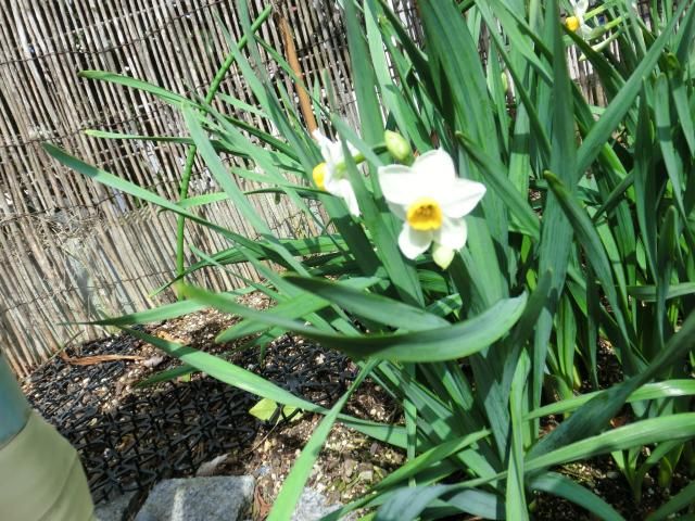 今日のお花