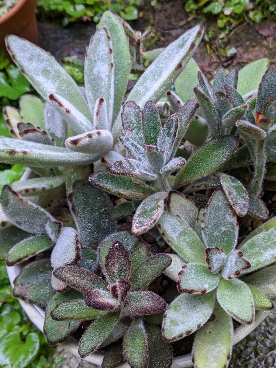 雨ざらし日晒しの毎日です。