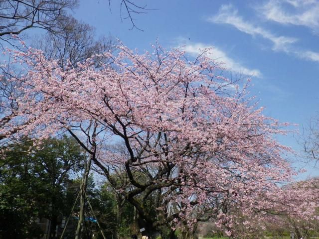 小石川植物園の安行寒桜