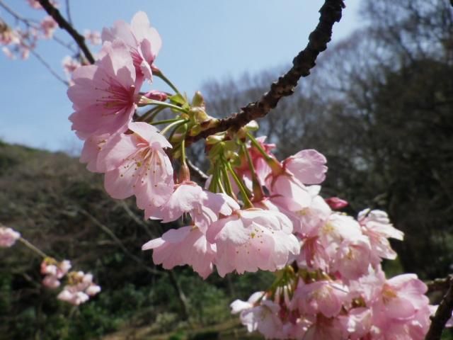 小石川植物園の安行寒桜