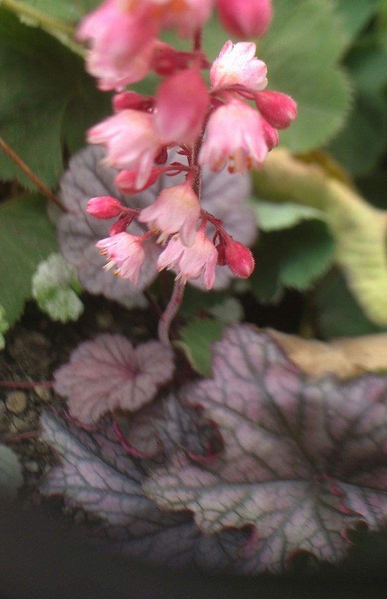 ヒューケラの花　アオキ　ヤグルマギク